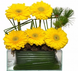 Gerberas Ouro